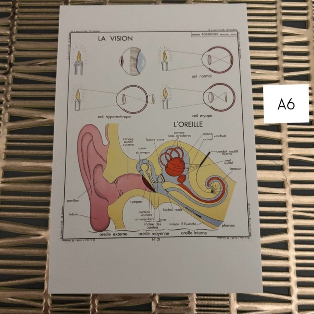 French Language Single Postcard Art - Vintage Anatomy - Vision A6